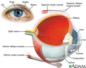 Eye  Diagram